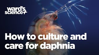 Caring and Culturing for Daphnia [upl. by Refinnaej762]