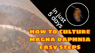 How to Culture Magna Daphnia Easily [upl. by Llirred702]