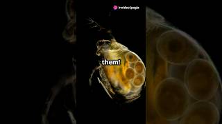 How to culture Daphnia for your Aquarium [upl. by Annawat]