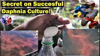 How to Culture Daphnia Successfully [upl. by Pritchard636]