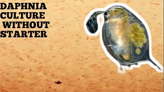 HOW TO CULTURE DAPHNIA NATURALLY WITHOUT A STARTER [upl. by Yartnod]