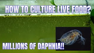 How to Culture Daphnia Secret Method to Breed MILLIONS  Simply Aquatic [upl. by Winston]