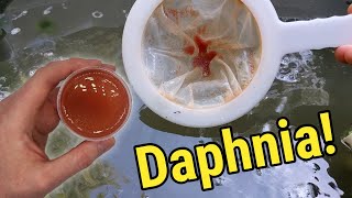 How I Culture Daphnia In Outdoor Tubs [upl. by Raff]