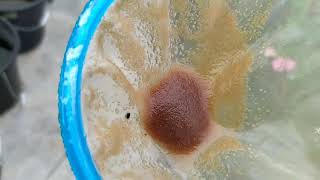 How to culture daphnia moina in a small container Part 1 English Subtitle [upl. by Assiram33]