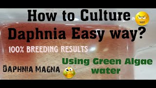 Daphnia MagnaHow to Culture Daphnia Easy wayCulturing Daphnia using Green water Daphnia [upl. by Timofei]