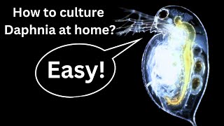 BEST Live Fish Food Beginner guide How to Culture Daphnia at home [upl. by Flyn]