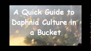 How to culture daphnia outside [upl. by Charyl]