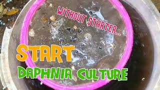 How to culture daphnia moina the easy way 1  Starting the Daphnia culture [upl. by Arahc606]