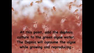 Daphnia  How to grow daphnia in your home [upl. by Assetan]