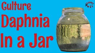 How to Culture Daphnia in a Jar [upl. by Ilat]