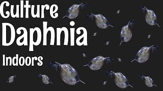 How to Culture Daphnia [upl. by Fullerton]