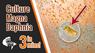 How to culture DAPHNIA MAGNA  The easy way [upl. by Lashonde]