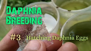 Daphnia Culture made simple and easy 3  Hatching Daphnia eggs [upl. by Adama]