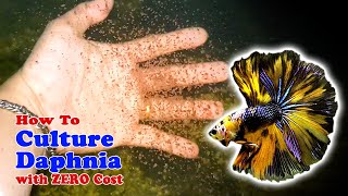 How to Culture Daphnia with ZERO Cost  Unlimited Live Food For Our Fish [upl. by Adnowal]