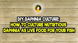 DIY Daphnia Culture How to Culture Nutritious Daphnia as Live Food for Your Fish [upl. by Ashlie98]