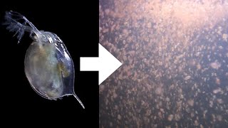 How I Culture Daphnia [upl. by Leima]