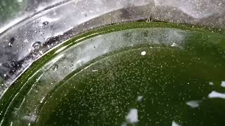 DAPHNIA MOINA CULTURE IN A SMALL BUCKET [upl. by Federico]