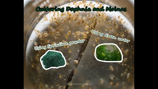 How To Culture Daphnia and Moinas using Green Water Spirulina powder [upl. by Leamiba27]