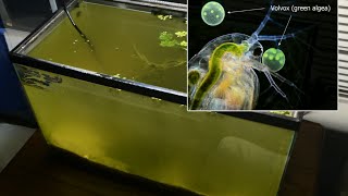 Raising Daphnia for the Freshwater Aquarium [upl. by Giark]