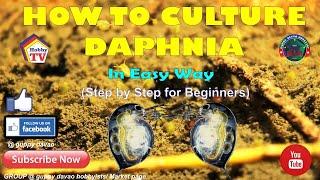 HOW TO CULTURE DAPHNIA In Easy Way [upl. by Gross]